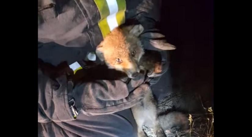 Videón, ahogyan a vadkerti tűzoltók megmentenek egy kútba zuhant rókakölyköt