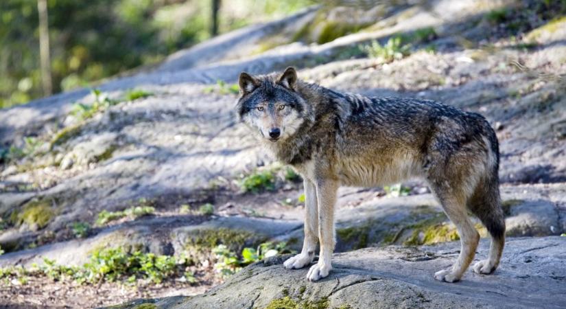 Elpusztítanák a svédországi farkasok felét