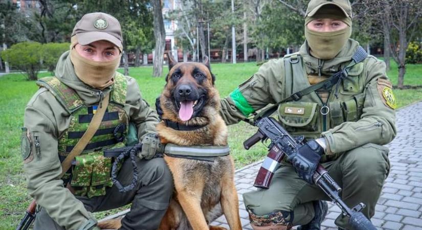 Átállt az ukránokhoz az oroszok bombakereső kutyája