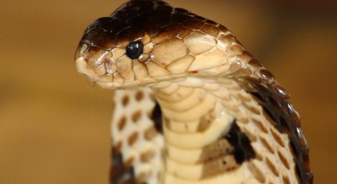 Tragédia: levágott fejű kígyó marta halálra a sztárséfet
