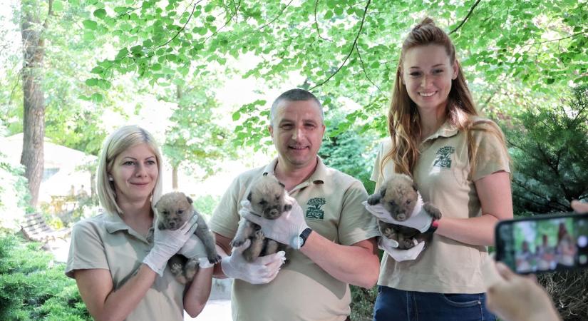 Tündéri kisfarkasok születtek a Nyíregyházi Állatparkban - Fotók!