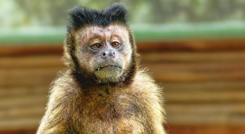 Egyre több országban jelenik meg a majomhimlő