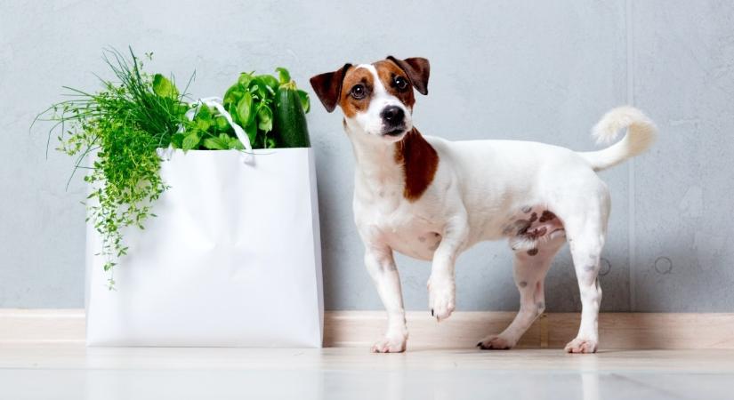 Jótékony fűszerek és gyógynövények kutyáknak