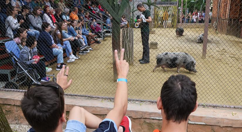 Színes állatkerti nap értelmileg sérülteknek
