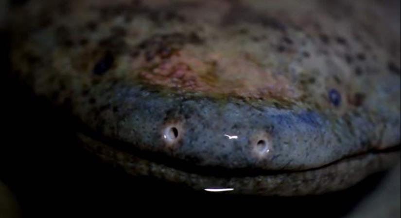 Új óriásszalamandra-fajra bukkantak Kínában (videóval)
