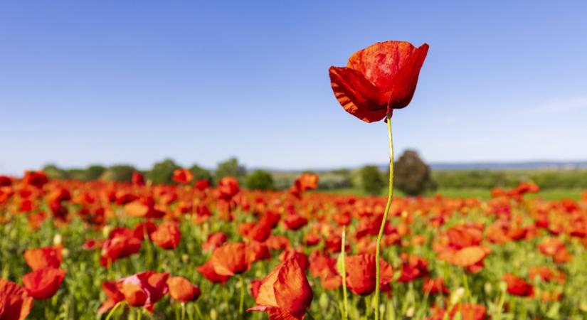 10 gyönyörű fotó a magyar tavaszról: a virágzó pipacsmező látványa semmihez sem fogható
