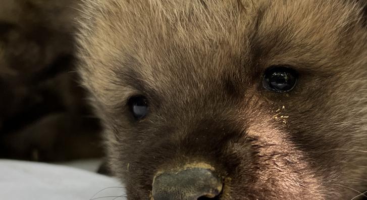 Sarki farkashármasikrekkel bővült a nyíregyházi állatkert