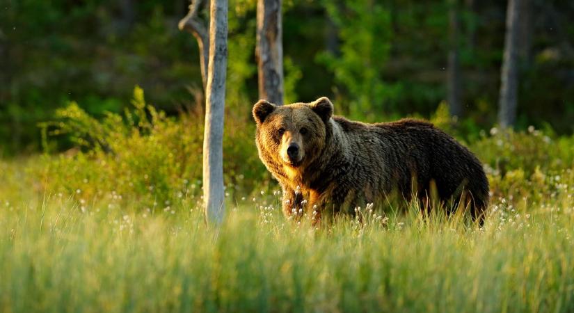 Barna medve bukkant fel szerda reggel, Erdőkürt határában