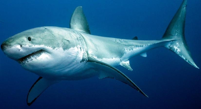 Kitört egy tengeralatti vulkán a Föld egy olyan részén, ahol mutáns cápák vadásznak