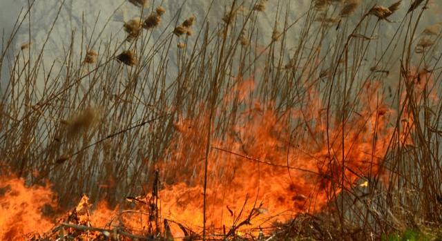 Közel 200 hektárnyi nádas égett le a Hortobágyon