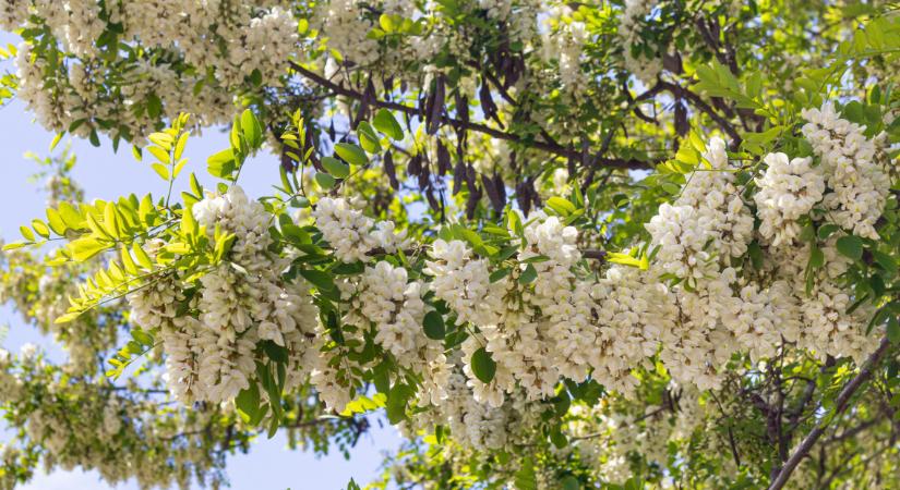Dédanyáink titkos praktikái: 4+1 őrületes tavaszi finomság, amit akácvirágból készíthetsz