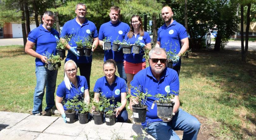 Kék virágot ültettek a rendőrök az eltűnt gyerekek világnapján Szolnokon