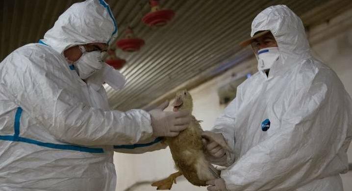 Csongrád-Csanád megye eddig fertőzésmentes területén jelent meg a madárinfluenza