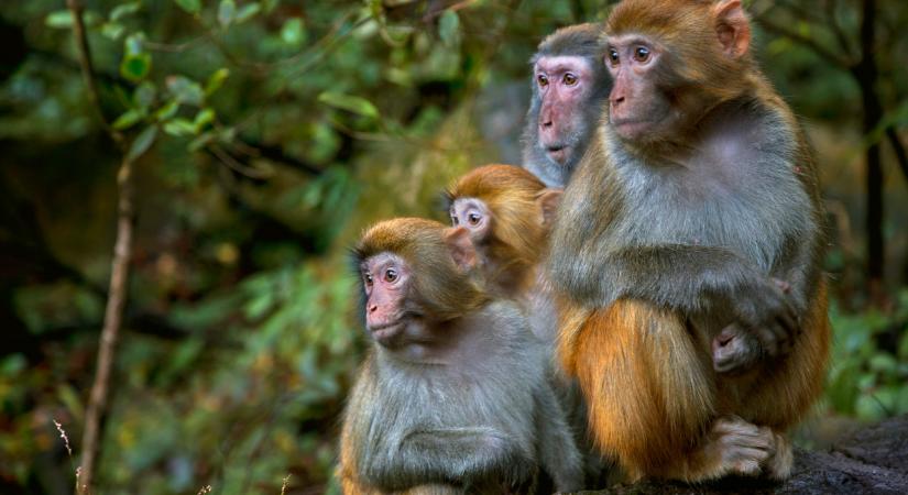 Egyre terjed a majomhimlő Európában: megússzuk, vagy ez lehet a következő világjárvány?