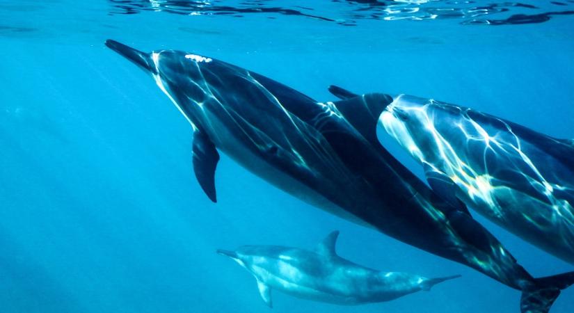 Hangfelismerő mesterséges intelligenciával követnék a bálnákat és delfineket a tudósok