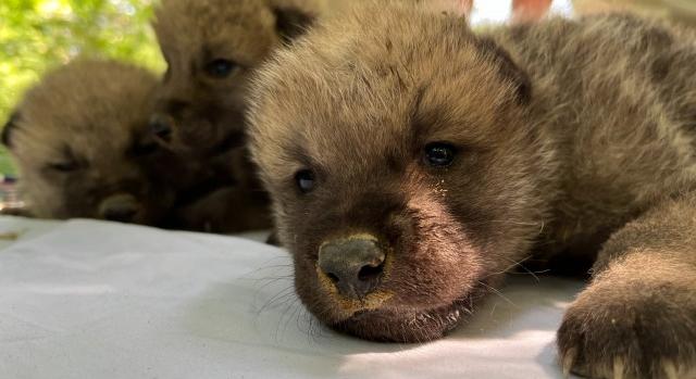 Sarki farkas hármasikrek születtek a Nyíregyházi Állatparkunkban