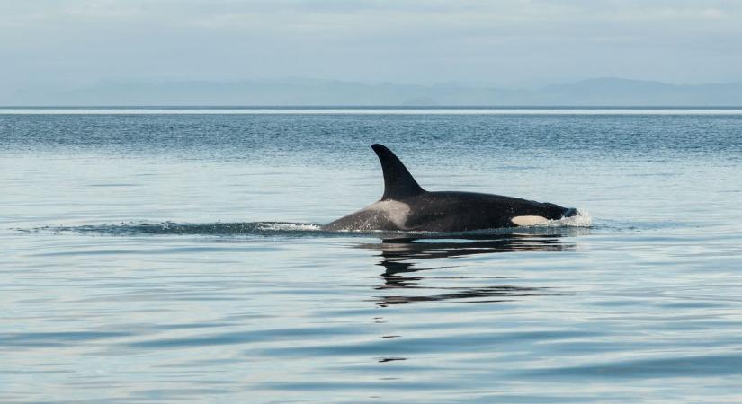 Balszerencsés gyilkos bálna keveredett a Szajnába