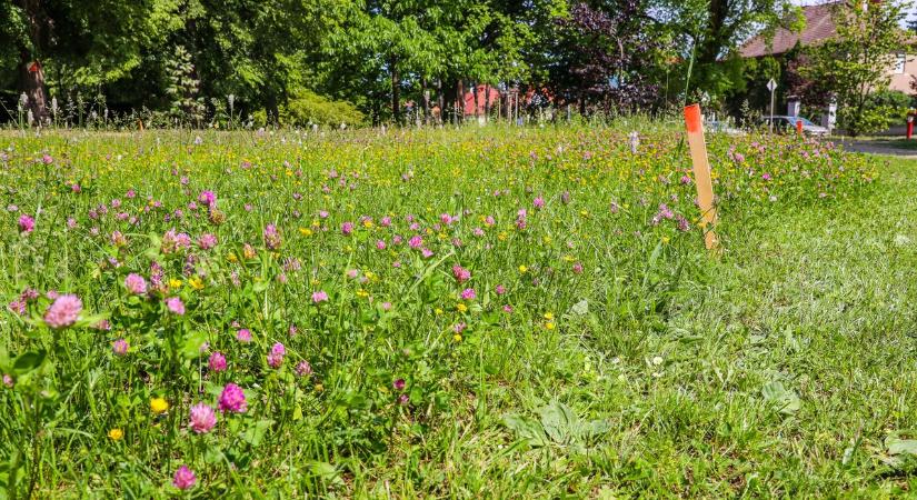 Vadvirágos Szombathely: nem mindenki rajong az ötletért, több kommentelő kiállt az allergiások mellett