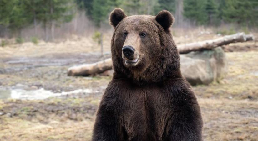 Korábban is láttak medvét a szerdai nógrádi észlelés környékén, két lábon állva nézte a berceli párt