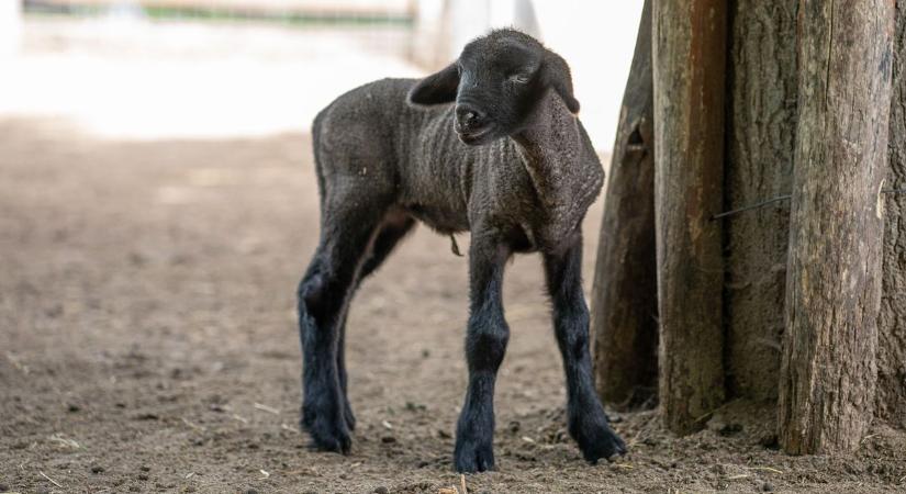 Jókedvű és rengeteget játszik a debreceni állatkert legfiatalabb lakója