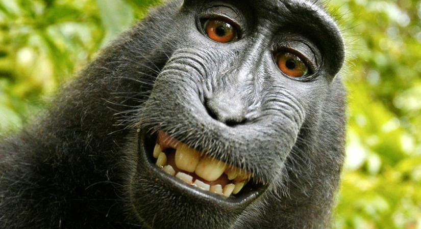 Szakértő: Látszólag igazi európai járvánnyá kezdi kinőni magát a majomhimlő