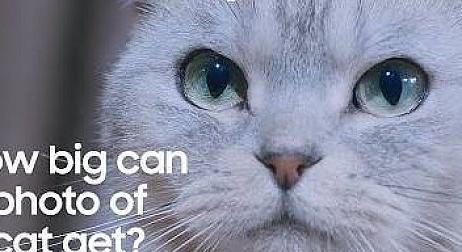 Macskák segítségével akarja eladni telefonjait a Samsung legújabb reklámjában