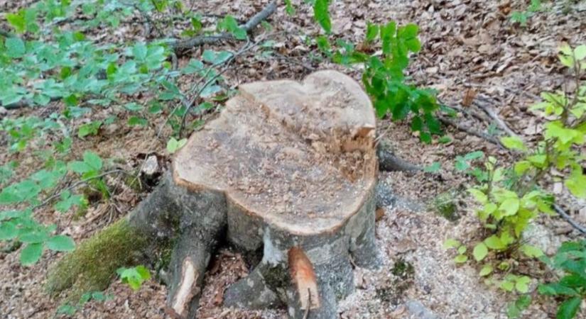 Illegális fakivágást fedeztek fel a Huszti járásban