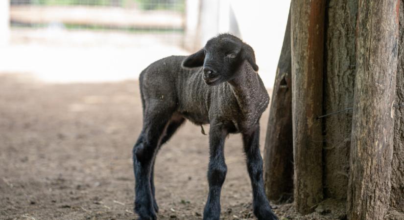 Újabb cigája bárány született a debreceni állatkertben