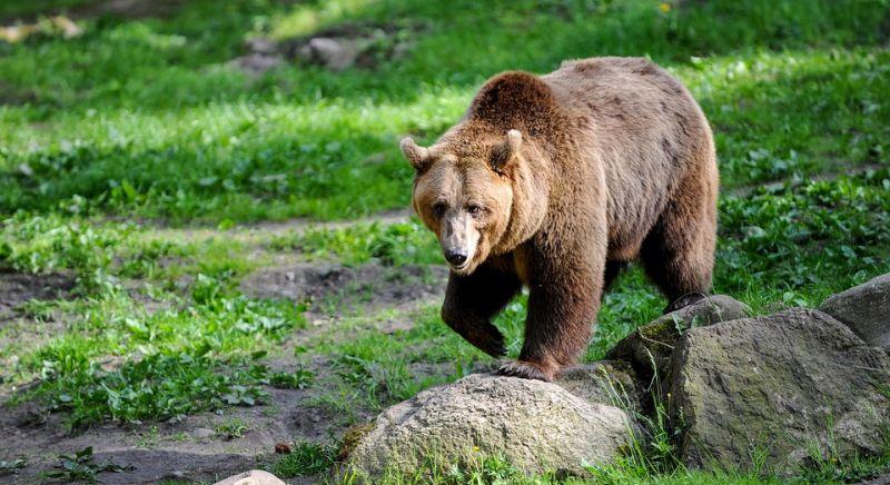 Már Aszódnál jár a Pest megyében észlelt medve