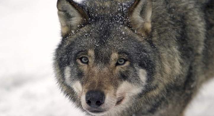 Sokallják a 480 farkast Svédországban, 170-re akarják csökkenteni