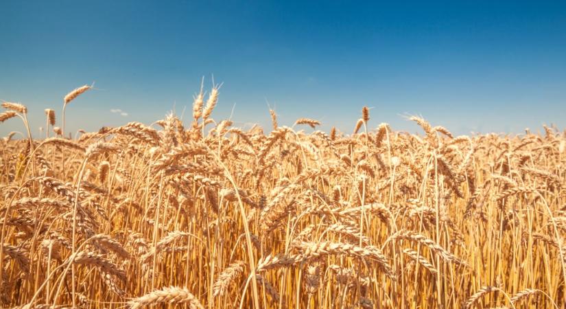 Évi 5 millió tonna gabona érkezhetne Ukrajnából Magyarországon át