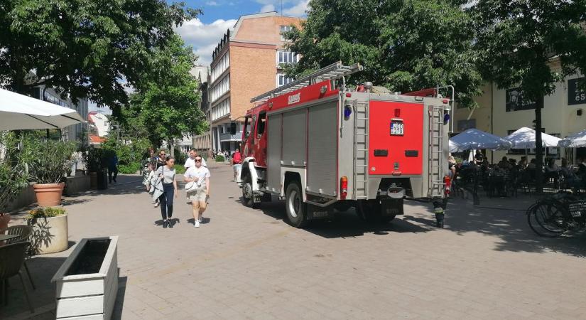 Kismacska került bajba Debrecen belvárosában