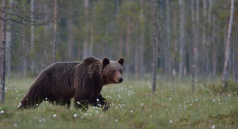 Újabb nyomok: még mindig a nógrádi megyehatárnál kóborol a medve