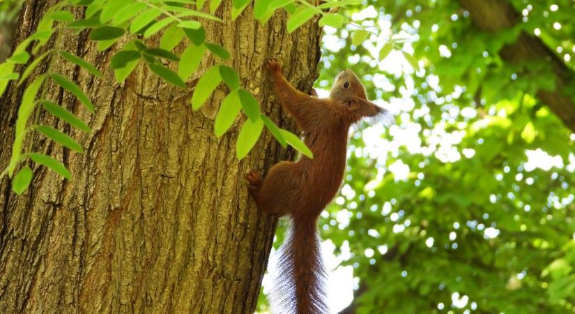 Gyermek mókus játszik a fán