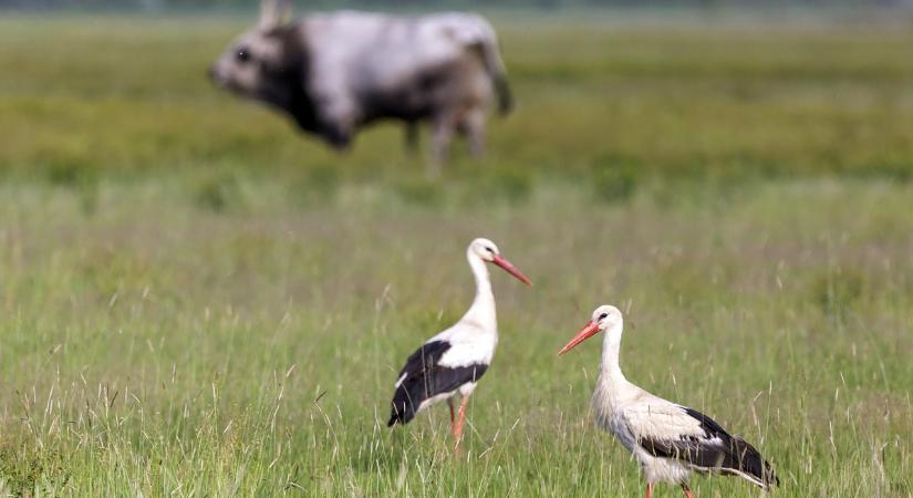 Kajtár gólyák tanyáznak a Fehér-tónál