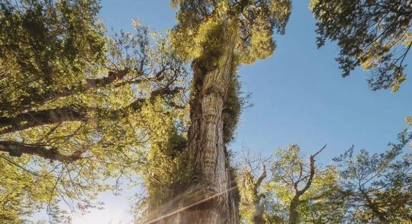 Csaknem 5500 éves a világ legöregebb fája