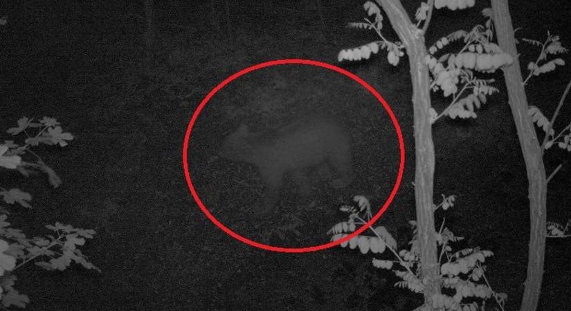 Itt a bizonyíték! Fotókon a nógrádi megyehatárnál kószáló medve