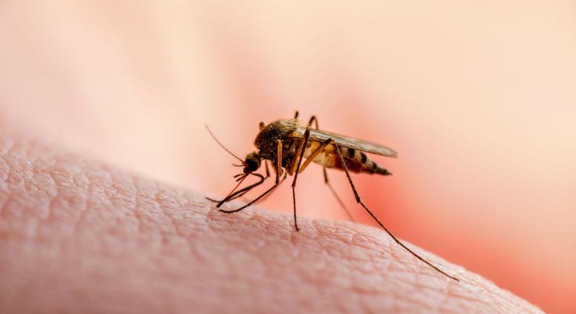 Csípnek a szúnyogok, több a veszélyes új faj