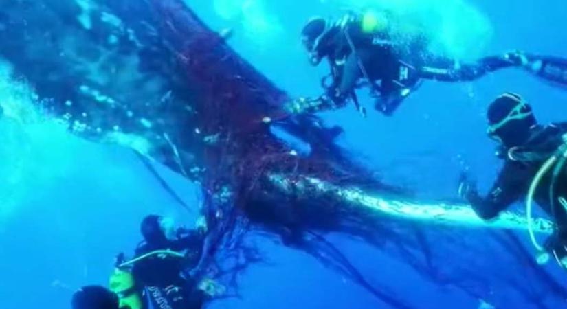 Egy „halálfalba” gabalyodott bálnát mentettek Mallorcánál