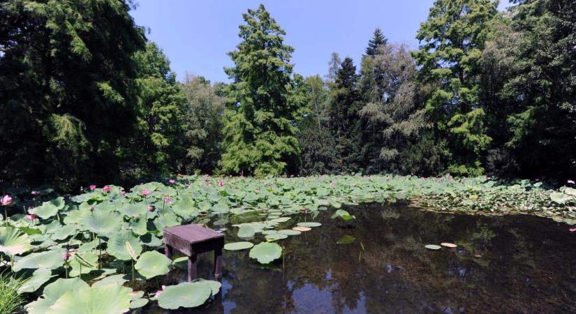 A növények napján különleges programokkal várja a látogatókat a szegedi egyetemi füvészkert