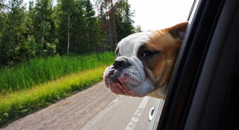 Kocsiban fotózták le a félig kutya, félig ember „lényt”