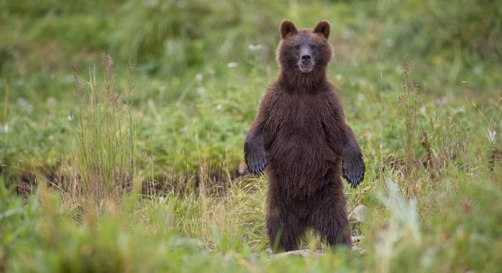 Felvétel készült az Aszódnál kóborló medvéről: szakemberek kérik, ne látogassuk az érintett erdőket