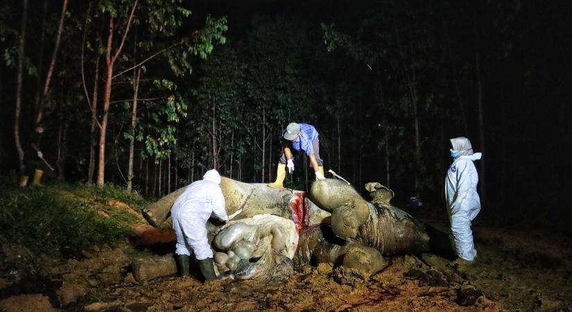 Megmérgeztek egy vemhes szumátrai elefántot Indonéziában