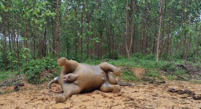 Megmérgezhettek egy vemhes szumátrai elefántot Indonéziában