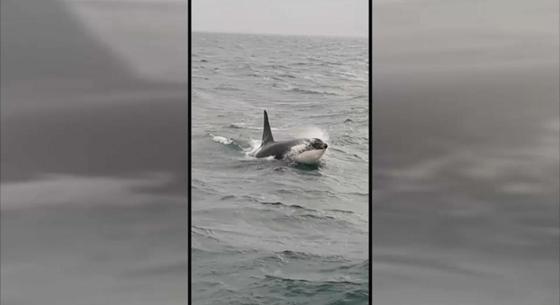 Gyilkos bálna tévedt a Szajnába, és egyre nagyobb bajban van