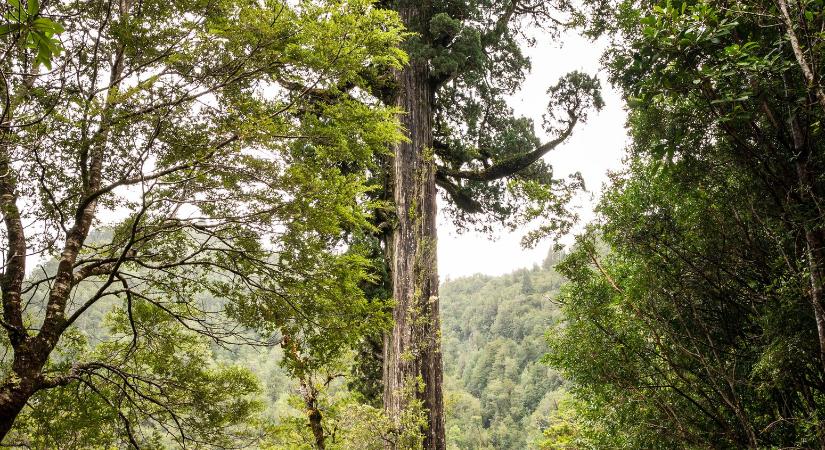 Kiderült, hány éves a világ legöregebb fája