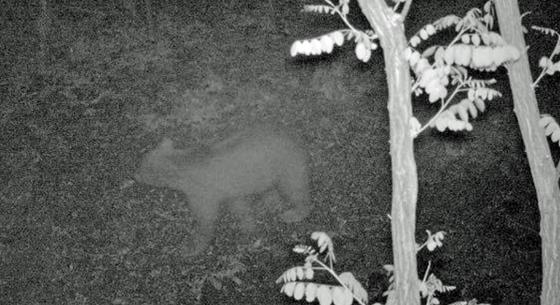 Már Nógrádban lehet a pár napja Pest megyében észlelt barnamedve