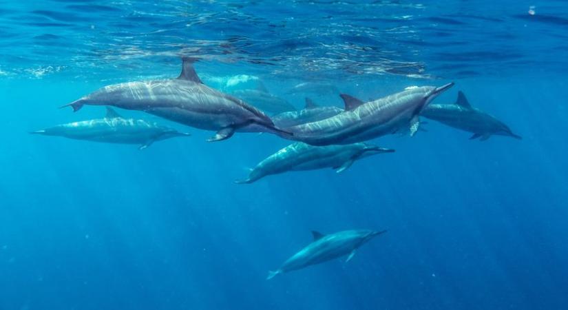 Gyógymódot találtak a bőrproblémákra a delfinek (videó)