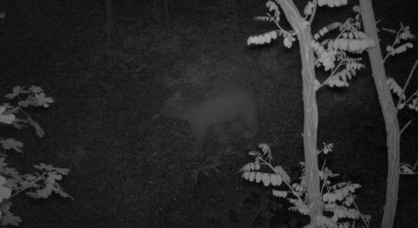 Nógrád megyében jár a korábban Aszód környékén ólálkodó medve