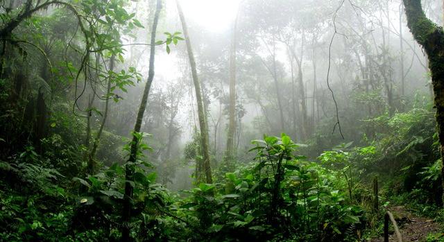 Elveszett civilizációt találtak Amazónia mélyén, a tudósok sem hittek a szemüknek